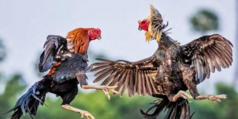 Chợ tốt gà đá quận Bình Tân: Nơi hội tụ chiến kê đỉnh cao 3 Những bí quyết dưới đây sẽ giúp bạn chọn gà tại chợ tốt gà đá quận Bình Quân