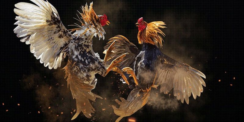 Đá gà trực tiếp trên mạng HB88: Xem trận đấu hấp dẫn mọi nơi 2 Một số số thông tin về cổng game