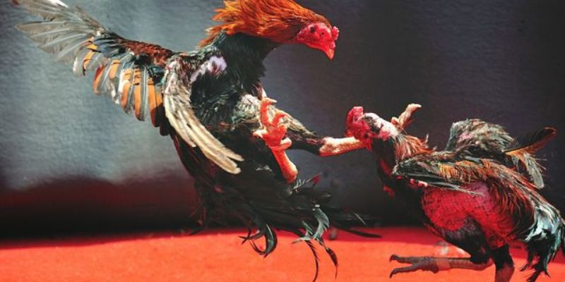 Đá gà trực tiếp trên mạng HB88: Xem trận đấu hấp dẫn mọi nơi 4 Tham gia đá gà trực tiếp trên mạng tại cổng game