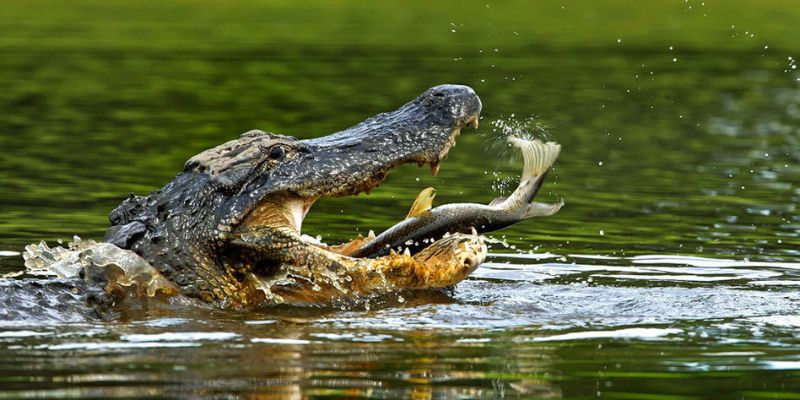 Nằm mơ thấy cá sấu đánh con gì? Những con số may mắn nhất 2 Nằm mơ thấy cá sấu: Điềm báo may mắn hay rủi ro?