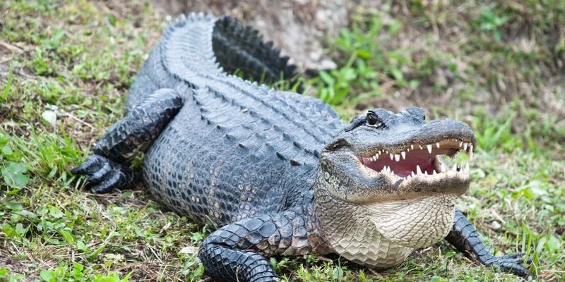 Nằm mơ thấy cá sấu đánh con gì? Những con số may mắn nhất 4 Kinh nghiệm soi cầu lô đề từ nằm mơ thấy cá sấu