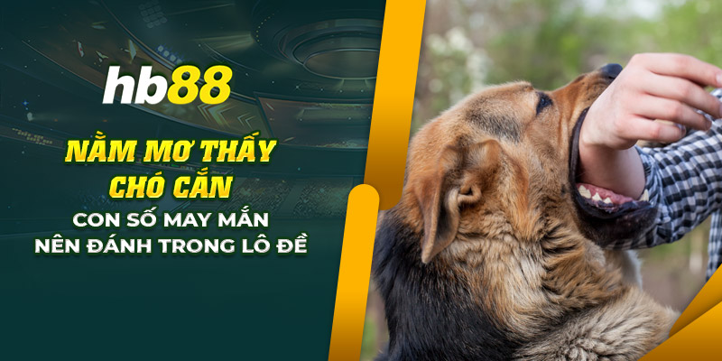 Nằm mơ thấy chó cắn: Con số may mắn nên đánh trong lô đề 1 27 nam mo thay cho can con so may man nen danh trong lo de