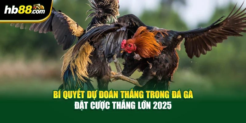 Bí Quyết Dự Đoán Thắng Trong Đá Gà – Đặt Cược Thắng Lớn 2025 1 Bí Quyết Dự Đoán Thắng Trong Đá Gà – Đặt Cược Thắng Lớn 2025