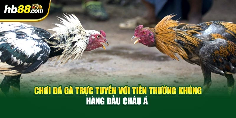 Chơi Đá Gà Trực Tuyến Với Tiền Thưởng Khủng Hàng Đầu Châu Á 1 Chơi Đá Gà Trực Tuyến Với Tiền Thưởng Khủng Hàng Đầu Châu Á