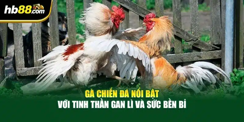 Các Loại Gà Chiến Đá Phổ Biến – Chọn Gà Mạnh Tay, Cược Chuẩn 2 Gà chiến đá nổi bật với tinh thần gan lì và sức bền bỉ