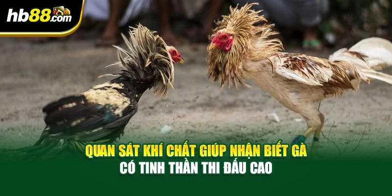 Bí Quyết Dự Đoán Thắng Trong Đá Gà – Đặt Cược Thắng Lớn 2025 4 Quan sát khí chất giúp nhận biết gà có tinh thần thi đấu cao